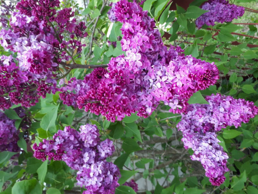 1520019 (a): :1920x1440